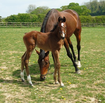 2019 colt by Kingman